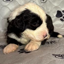 ELM - Black and white male Sheepadoodle puppy in Riverside, California from Downtown Doodles & Frenchies