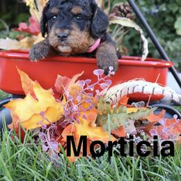 Morticia - Black female Bernedoodle puppy in Helper, Utah from Doodle Love Utah