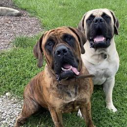 Mastiffs from Big Z English Mastiff