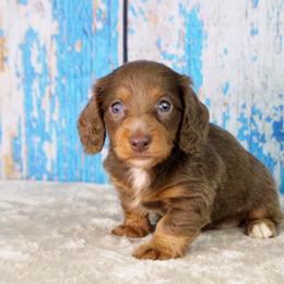 AKC Eclipse - Fawn (isabella) and tan male Dachshund puppy in Christiansburg, Virginia from Little Legs Luxury Dachshunds LLC