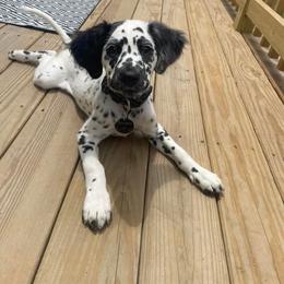 Dalmatian Puppies from Spotted Jewels Dalmatians