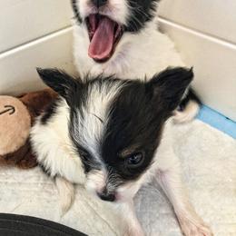 Papillon Puppies from Winghaven