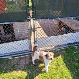 Jubilee on the mountain top ( Preacher) - White and tan male Russell Terrier puppy in Traverse City, Michigan from Boardman valley kennels