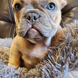 French Bulldog Puppies from BF Frenchie's