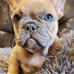 French Bulldog Puppies from BF Frenchie's