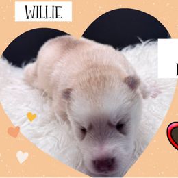 Willie Nelson - Lavender male Pomsky puppy in Venus, Pennsylvania from Hemlock Pines Pomsky