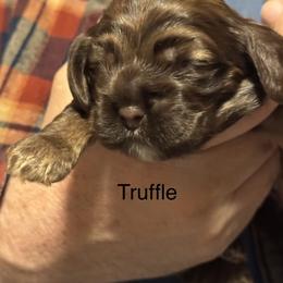 Truffle - Brown white and tan female Cocker Spaniel puppy in Memphis, Tennessee from Cordova Cockers