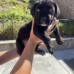 Light Blue - Black male Boerboel puppy in Fontana, California from Sterling Built Boerboels