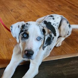Moose  - Catahoula Leopard Dog