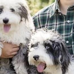 Aussiedoodles and Cockapoos from Lisa’s Curly Puppies