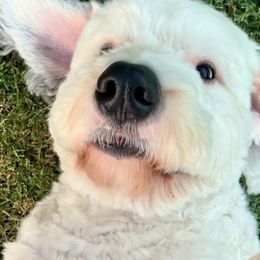 Old English Sheepdogs from Amble Creek Old English Sheepdogs