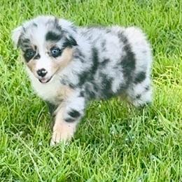 Race - Blue merle male Miniature American Shepherd puppy in Covington County, Alabama from Sweetbay Aussies/ Miniature American Shepherds