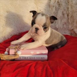 F3 - Blue female Boston Terrier puppy in Wilson, North Carolina from Chrysco Boston Terriers
