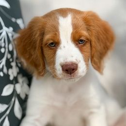 Teal - Orange and white female Brittany puppy in Katy, Texas from Katy Cavaliers & Barefoot Days Brittanys