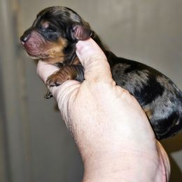 Girl 2 - Dapple female Dachshund puppy in Lansing, Michigan from Black Thunder 517 Cane Corso and Dachshunds