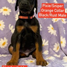 Orange Collar - Black and rust male Doberman Pinscher puppy in Lake City, Florida from Paintedcrazy Doberman Pinchers