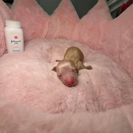Crumble - Cream male Dachshund puppy in Bristol, Tennessee from It's Mini Wieners Baby
