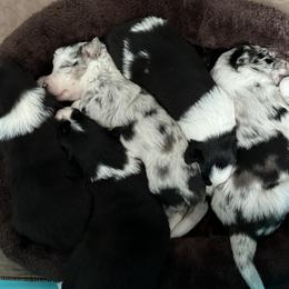 Border Collie Puppies from Roaring River Border Collies