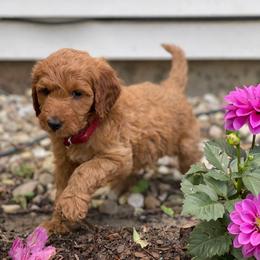 Red collar 3 - Red  male Goldendoodle puppy in Covington, Louisiana from MyKy Puppies