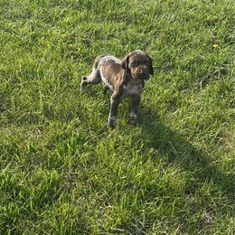 Ranger - Liver roan male German Shorthaired Pointer puppy in Ohio from Eric and Michelle's GSP