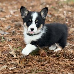 1,200 Black Boy - Black and tan male Pembroke Welsh Corgi puppy in Nashville, Arkansas from Whisenhunt Farms