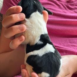 Male 1 - Black brown and white male Basset Hound puppy in Lindley, New York from Hill Top Basset Hounds & Cane Corso