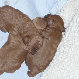 Poodle Puppies from Shiann Poodles