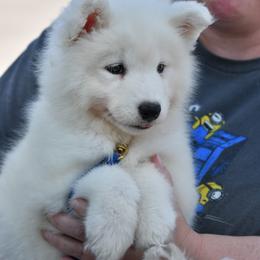 Samoyed Puppies from ArticCross Samoyeds