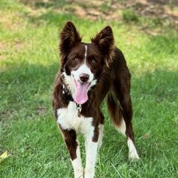 Border Collies from Darby Border Collies of Alabama