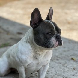 Wrigley - French Bulldog
