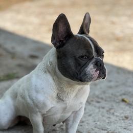 Wrigley - French Bulldog