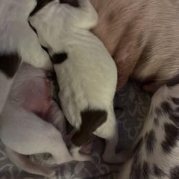 Orange - White and liver female German Shorthaired Pointer puppy in Spencer, Massachusetts from Outback Kennels