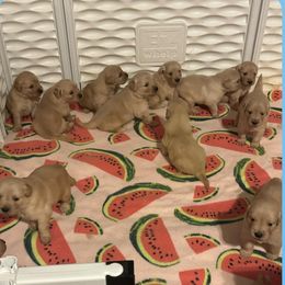 Golden Retriever Puppies from ERSA Acres Golden Retrievers...limited registration only offered