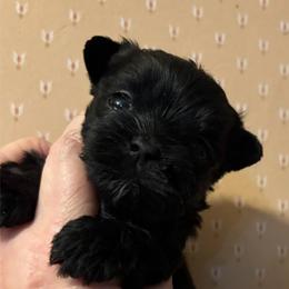 Male 4 - Black and tan male Yorkshire Terrier puppy in Lafayette, Georgia from Berggipfel Yorkies