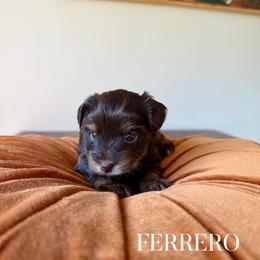 FERRERO - Liver male Yorkshire Terrier puppy in Smryna, Georgia from Owensons’ Kennel