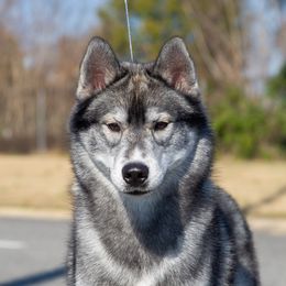Strider - Siberian Husky