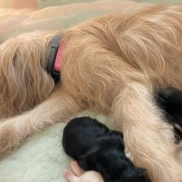 Yorkshire Terriers from shanequa Mussa