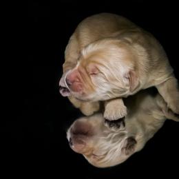 Scout - Golden male Golden Retriever puppy in Palmdale, California from AmazingK9s
