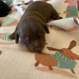 Cocoa - Chocolate and tan female Dachshund puppy in Yuba City, California from The Navarro Furbabies