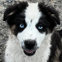 Australian Shepherd Puppies from Bears Paw Aussies