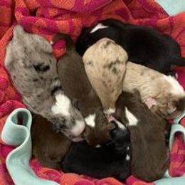 Australian Shepherd Puppies from Wigglin K Aussies