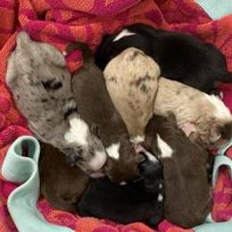 Australian Shepherd Puppies from Wigglin K Aussies