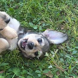 Boy 1 - Cream male Dachshund puppy in Sour Lake, Texas from Rigdon's dachshunds
