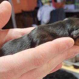 Traditional Female - Black and tan female Yorkshire Terrier puppy in Overland, Missouri from Kim's Yorkshire Terriers