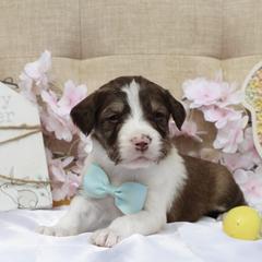 Orion - White and gold male Bordoodle puppy in Ashland, Ohio from Cherry Blossom Doodles