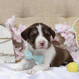 Orion - White and gold male Bordoodle puppy in Ashland, Ohio from Cherry Blossom Doodles