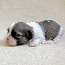 Brindle and White Female - Pink Collar - Brindle and white female Shih Tzu puppy in Waynetown, Indiana from Swaying Sycamore Farm