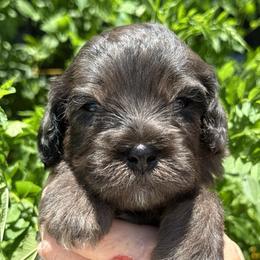 Skye - Merle male Cavapoo puppy in Tucson, Arizona from Adored Poodle & Doodles