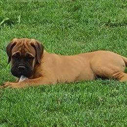 Bullmastiffs and French Bulldogs from Jaded French Bulldogs and Bullmastiffs