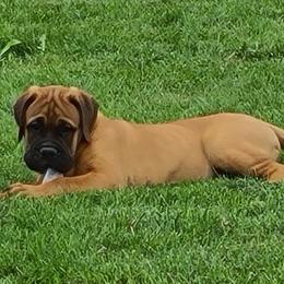 Bullmastiffs and French Bulldogs from Jaded French Bulldogs and Bullmastiffs